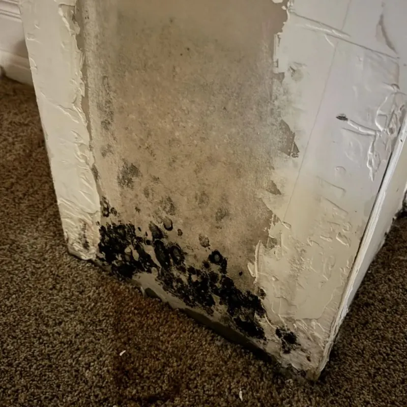 Professional Mold Removal in Graham, TX